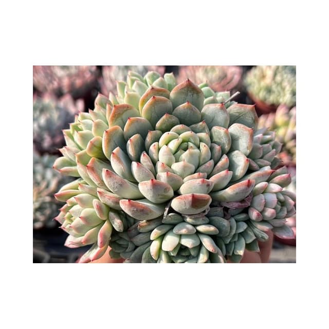 三吋盆 海馬交種 暗紋系列 多肉植物 現貨