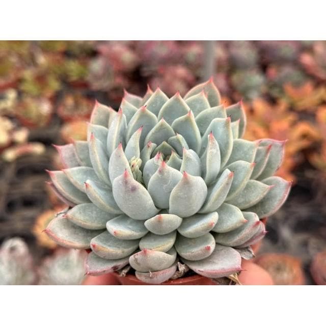 三吋盆 海馬交種 暗紋系列 多肉植物 現貨