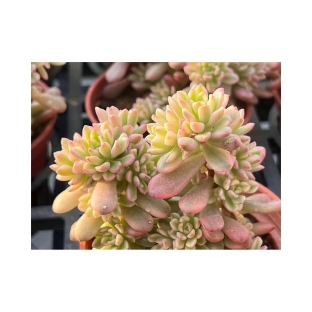 三寸盆 喬伊斯塔洛克錦 多肉植物 現貨