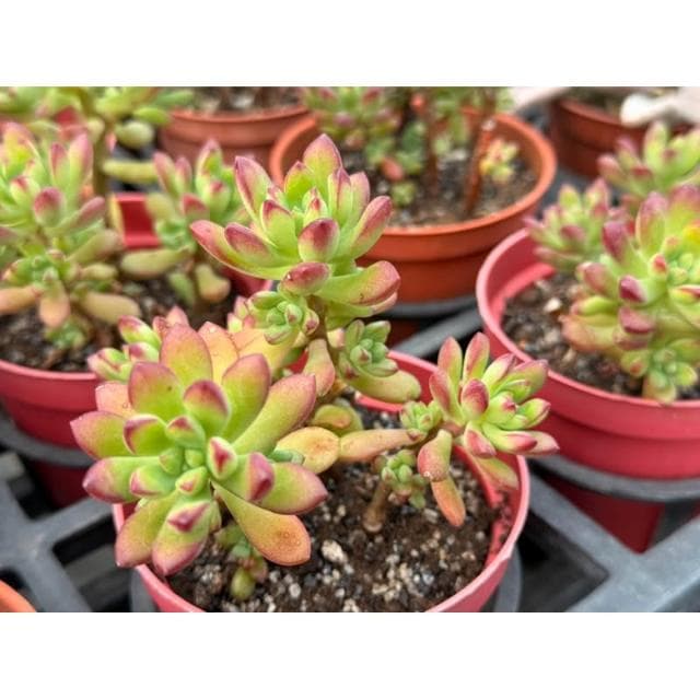 三吋盆 紅稚兒 露養 多肉植物 現貨