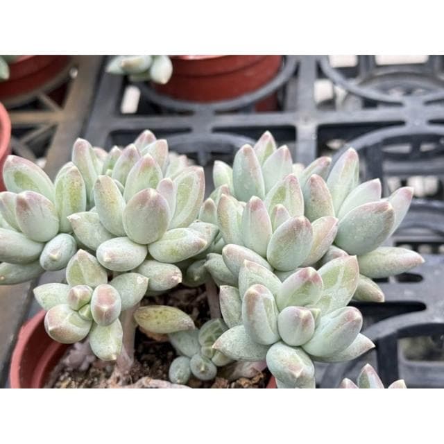 三吋盆 白千代 多肉植物 現貨