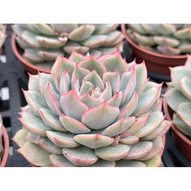 三寸盆 AK瑪麗亞 多肉植物 現貨