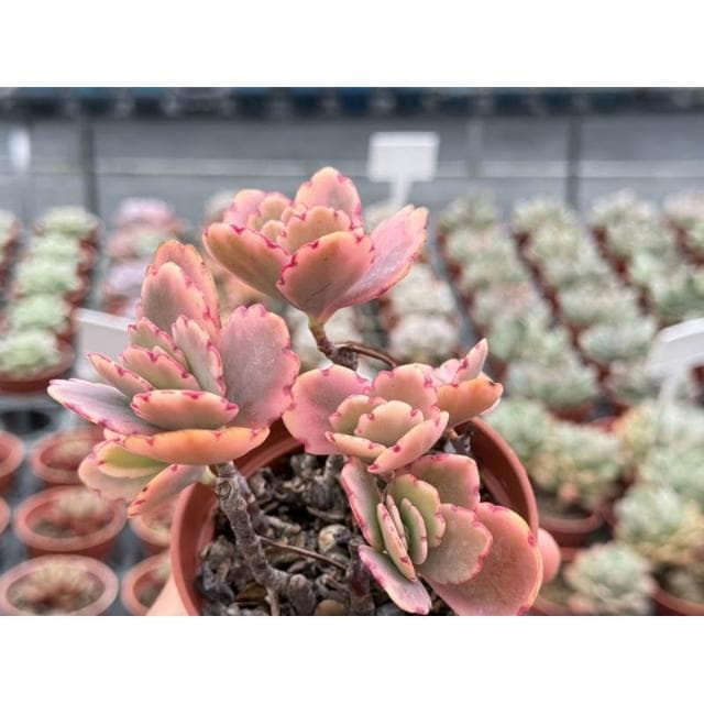 三寸盆 蝴蝶之舞錦 多肉植物 現貨