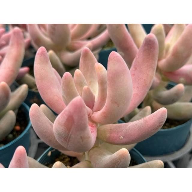 三寸盆 艷美人 多肉植物 現貨
