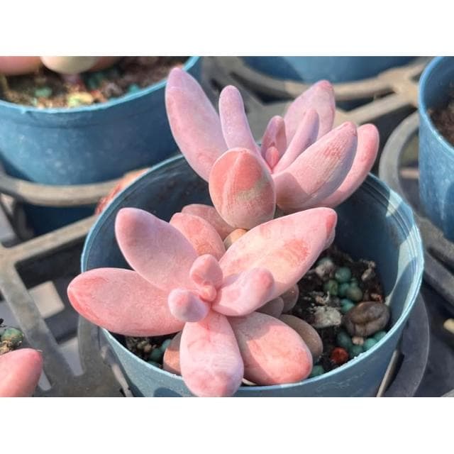 三寸盆 艷美人 多肉植物 現貨