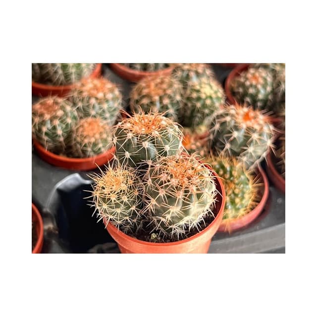 一寸盆 澤墨 仙人掌植物 現貨