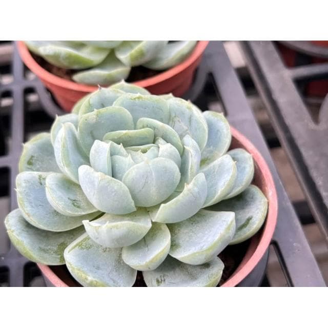 三寸盆 波特西娜 多肉植物 現貨