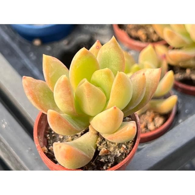 一吋盆 黃麗 多肉植物 現貨