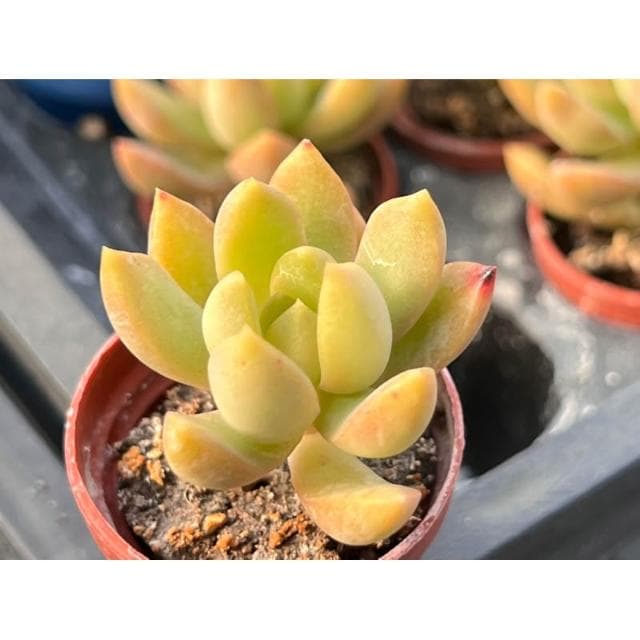 一吋盆 黃麗 多肉植物 現貨