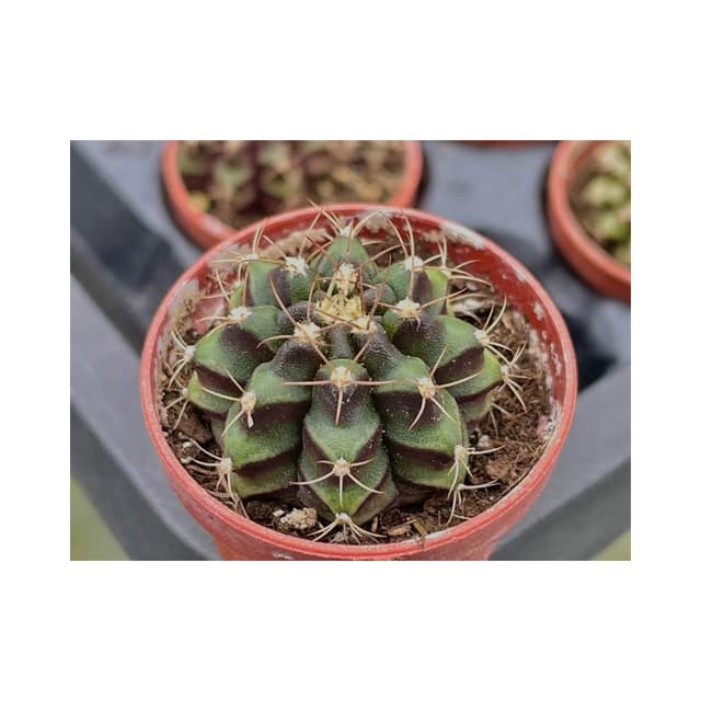 一吋盆 翠晃冠 多肉植物 現貨
