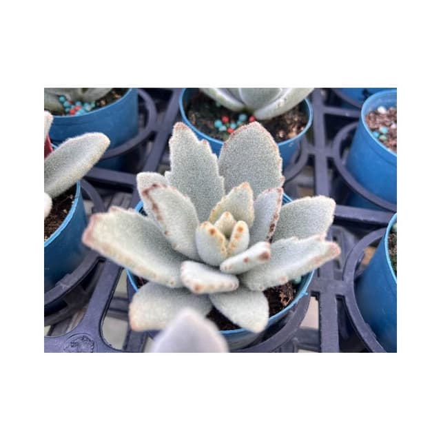 三吋盆 無星兔 多肉植物 現貨
