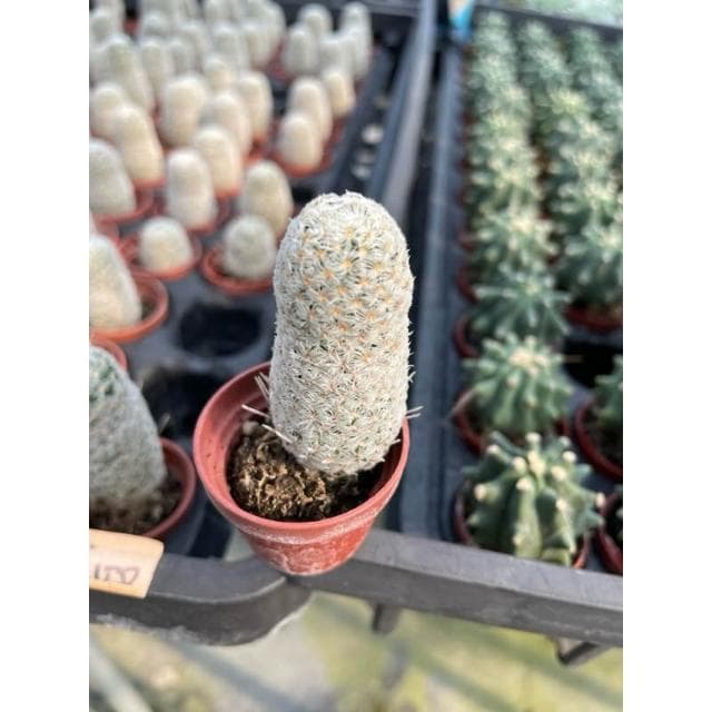 一寸盆 杜威丸 多肉植物 現貨