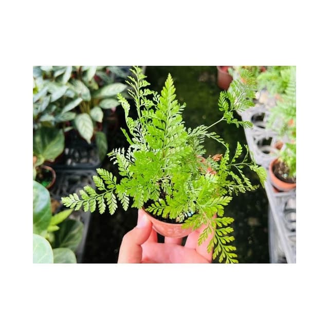 三寸盆 兔腳蕨 觀葉植物 現貨