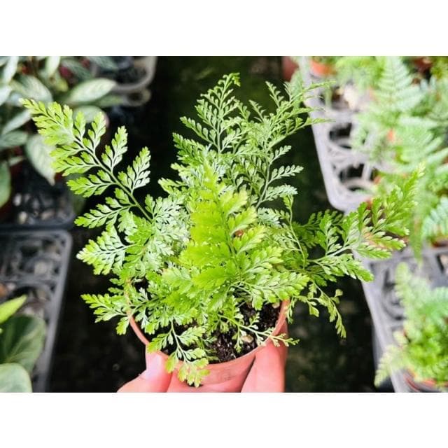 三寸盆 兔腳蕨 觀葉植物 現貨