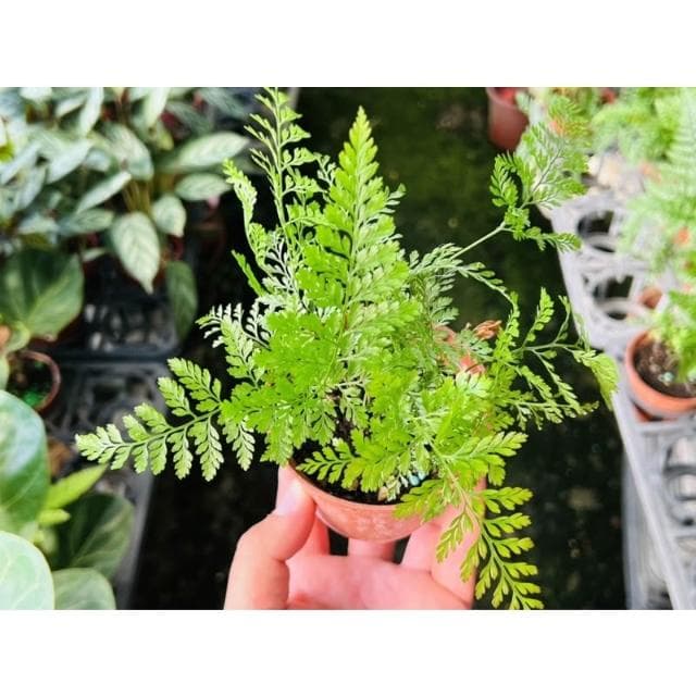 三寸盆 兔腳蕨 觀葉植物 現貨