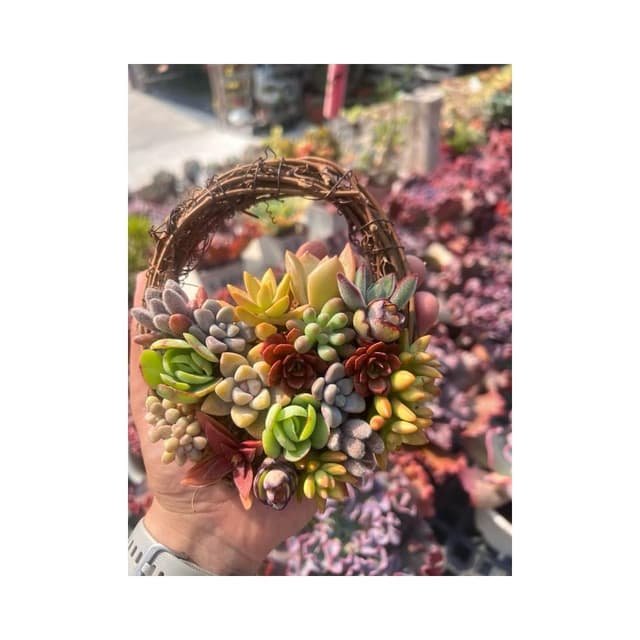多肉花圈材料包/多肉植物/組盆/花圈
