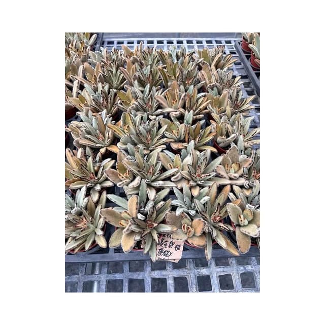 三寸盆 兔子混合盆 多肉植物 現貨