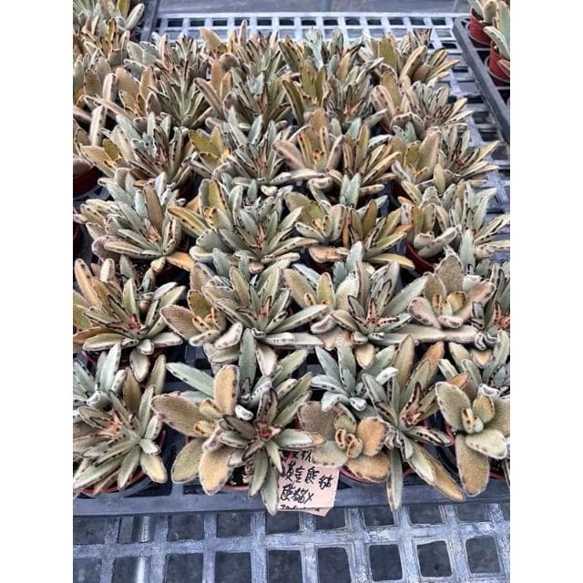 三寸盆 兔子混合盆 多肉植物 現貨