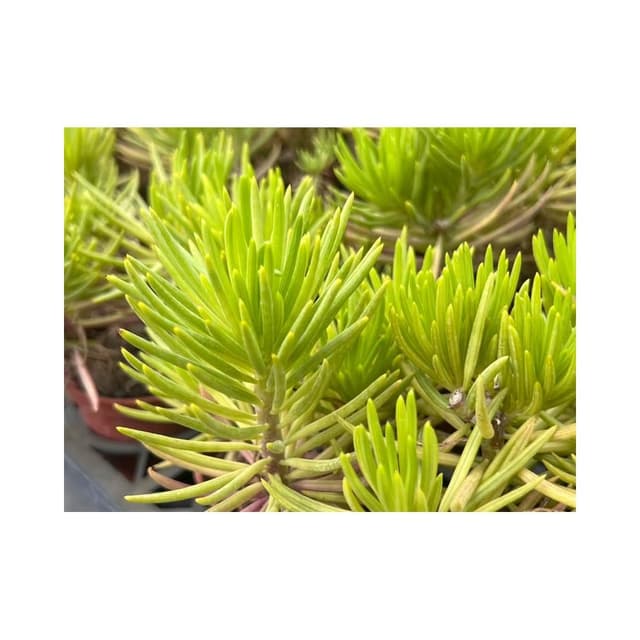 三寸盆 綠眸/老樁 多肉植物 現貨