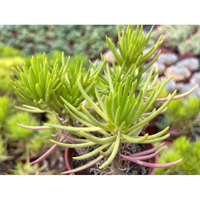 三寸盆 綠眸/老樁 多肉植物 現貨