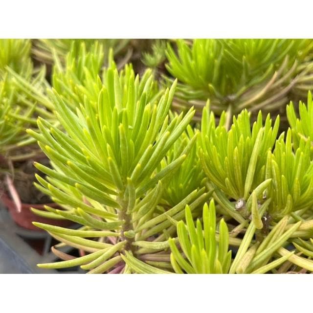 三寸盆 綠眸/老樁 多肉植物 現貨