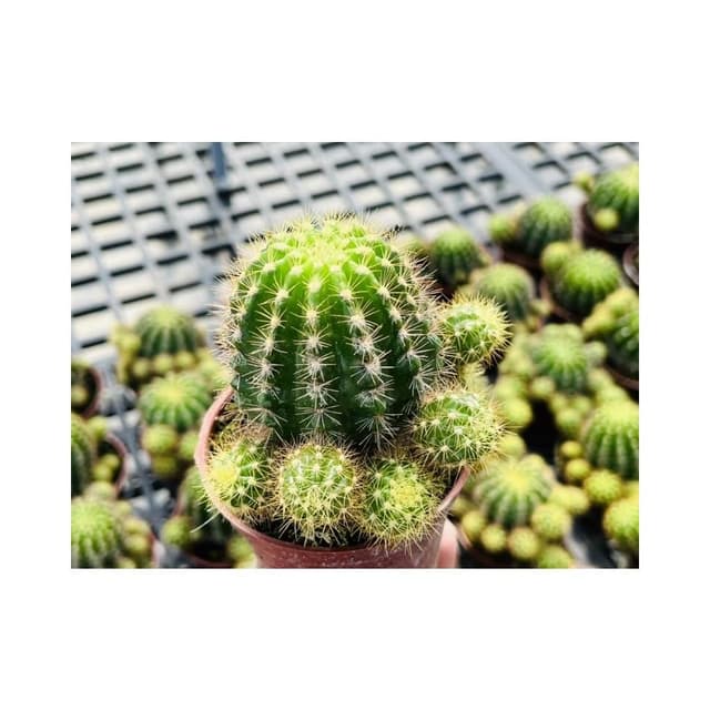三寸盆 金盛丸 仙人掌 多肉植物 現貨