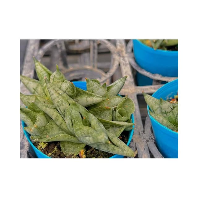 三吋盆 姬佛手🐲 多肉植物 現貨