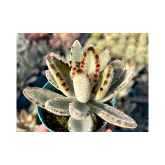 三吋盆 優雅兔 多肉植物 現貨
