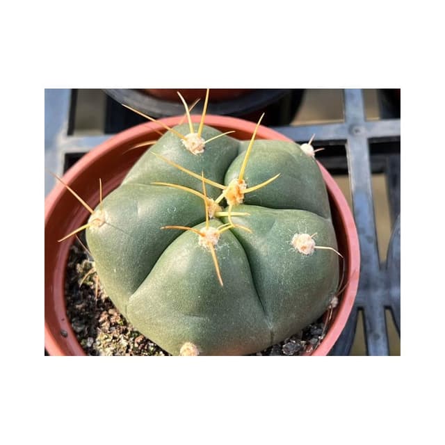 三寸盆 盛王丸 仙人掌 多肉植物 現貨