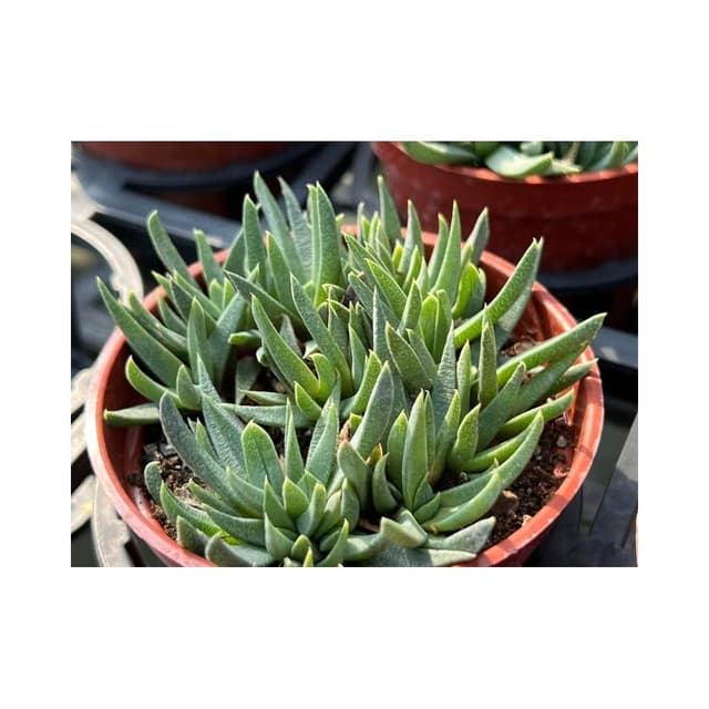 三寸盆 照波（開黃花）多肉植物 現貨
