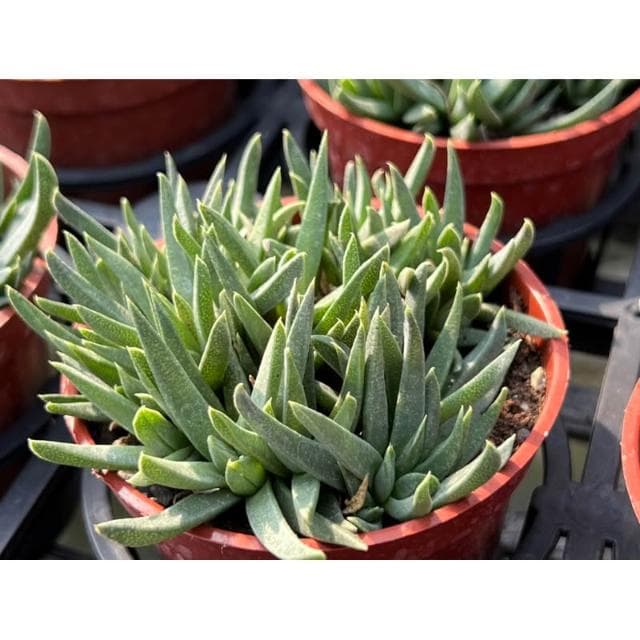 三寸盆 照波（開黃花）多肉植物 現貨