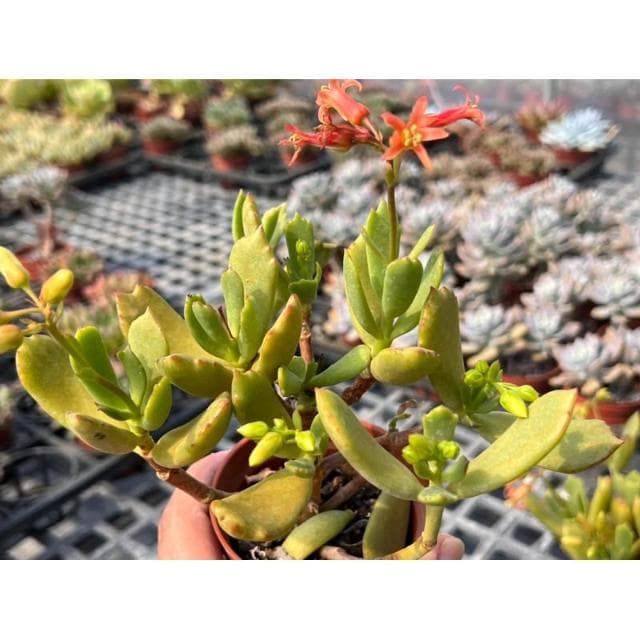 三寸盆 熊童子X嫁入娘/老欉 多肉植物 現貨