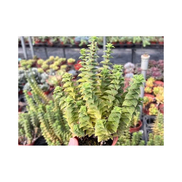三寸盆 星王子/洋芋脆片 多肉植物 現貨
