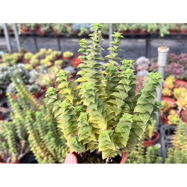 三寸盆 星王子/洋芋脆片 多肉植物 現貨