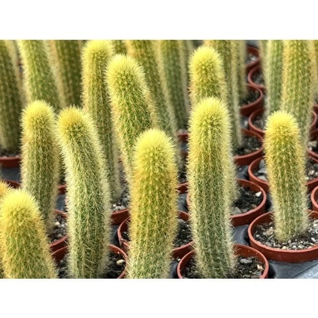 一吋盆 貓尾巴多肉植物 現貨