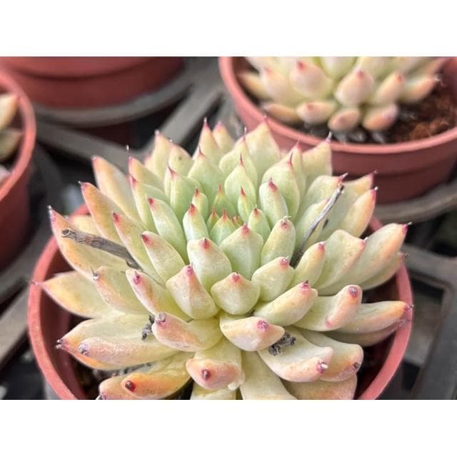 三寸盆 紅爪 多肉植物 現貨