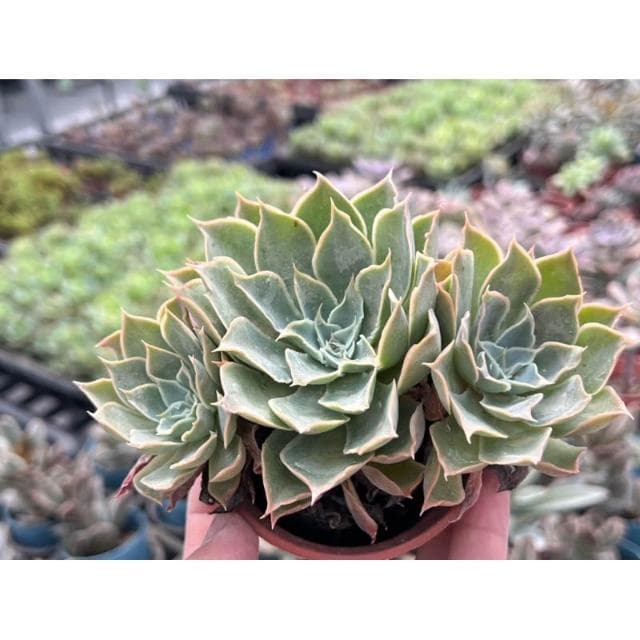 三寸盆 蒂凡妮X藍絲絨 多肉植物 現貨