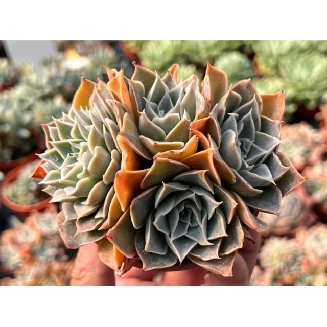三寸盆 蒂凡妮X藍絲絨 多肉植物 現貨