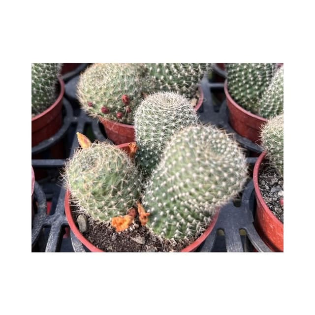 三吋盆 仙人掌 翡寶丸 多肉植物 現貨