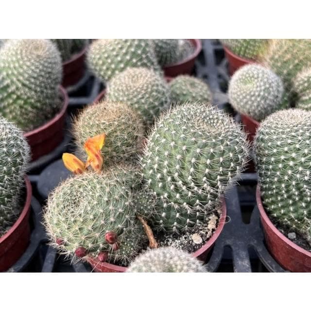 三吋盆 仙人掌 翡寶丸 多肉植物 現貨