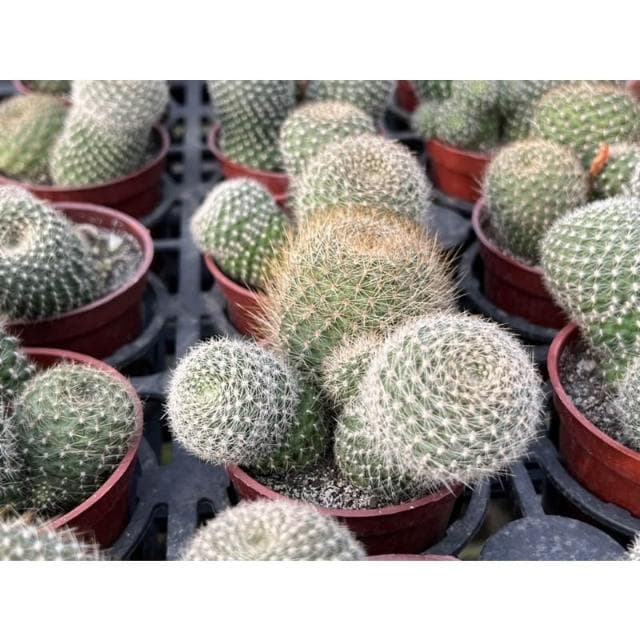 三吋盆 仙人掌 翡寶丸 多肉植物 現貨