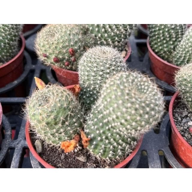 三吋盆 仙人掌 翡寶丸 多肉植物 現貨