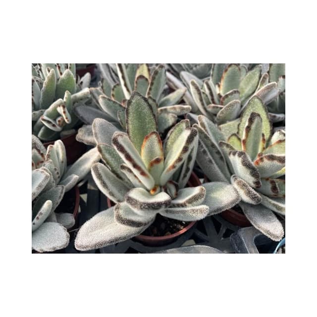 三寸盆寬葉黑兔 多肉植物 現貨