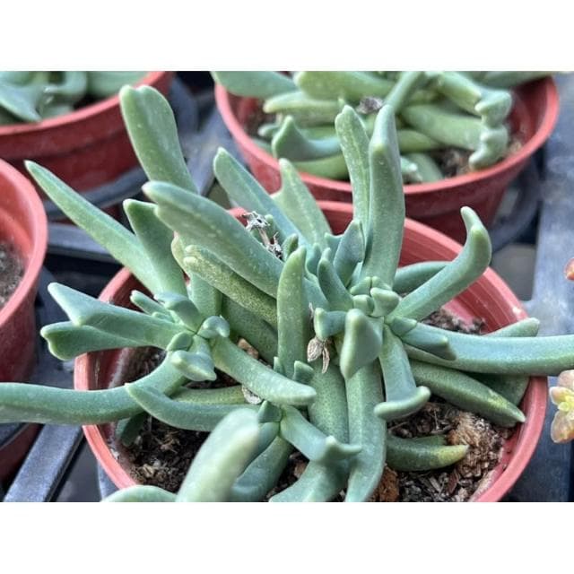 三寸盆 快刀亂馬 多肉植物 現貨