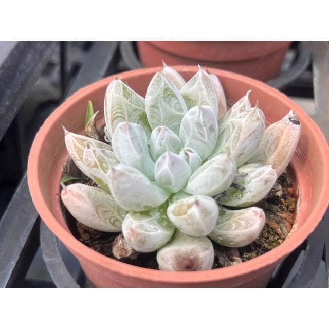三吋盆 杜里萬 多肉植物 現貨