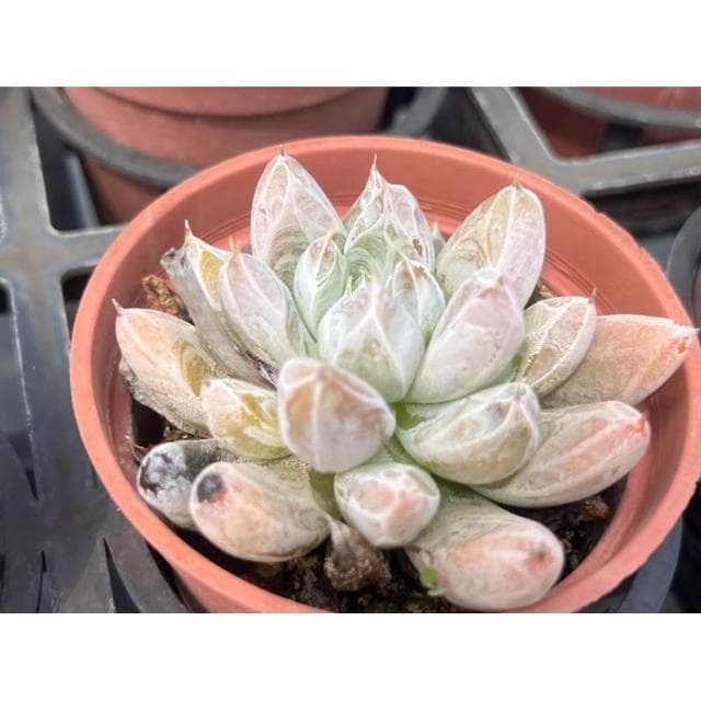 三吋盆 杜里萬 多肉植物 現貨