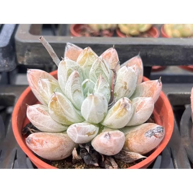 三吋盆 杜里萬 多肉植物 現貨
