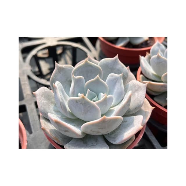 三寸盆 麗娜蓮 厚粉系列 多肉植物 現貨