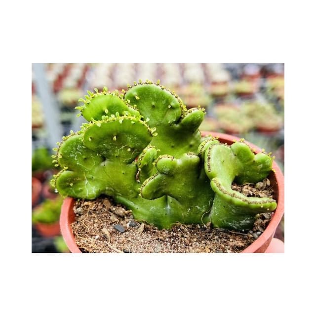 三寸盆 綴化珊瑚大戟 多肉植物 現貨