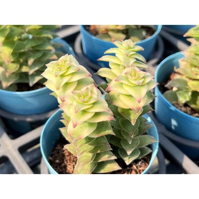 三吋盆 星王子/錦 多肉植物 現貨
